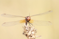 Sympetrum flaveolum