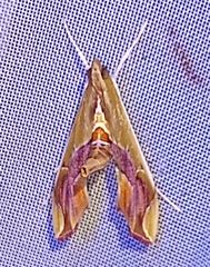 Agathodes monstralis