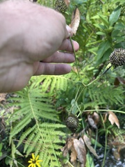 Rudbeckia scabrifolia