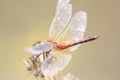 Sympetrum flaveolum