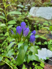 Gentiana sceptrum