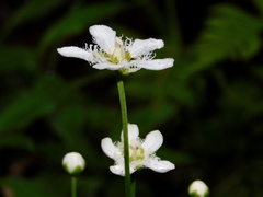 Parnassia fimbriata