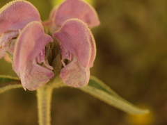 Phlomis purpurea
