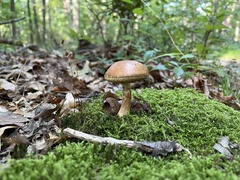 Aureoboletus russellii