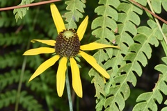 Rudbeckia scabrifolia