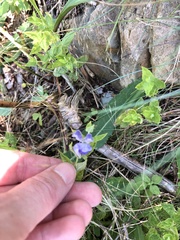 Scutellaria galericulata