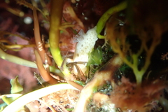 Diaulula sandiegensis