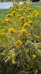 Chrysothamnus viscidiflorus