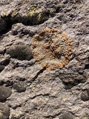 Teloschistaceae