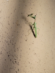 Stagmomantis limbata