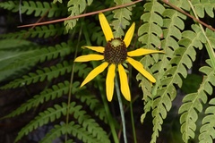 Rudbeckia scabrifolia
