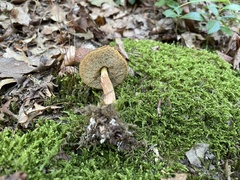 Aureoboletus russellii