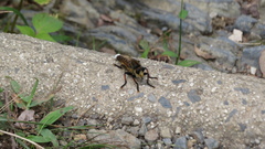 Promachus yesonicus