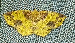 Antepione thisoaria