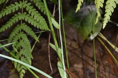 Rudbeckia scabrifolia