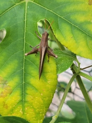 Schistocerca damnifica