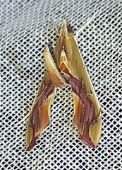 Agathodes monstralis