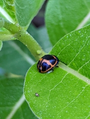 Labidomera clivicollis