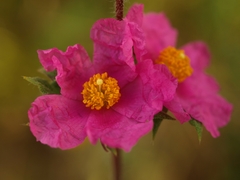 Cistus