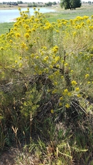 Chrysothamnus viscidiflorus
