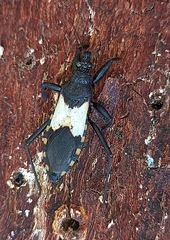 Microtomus purcis