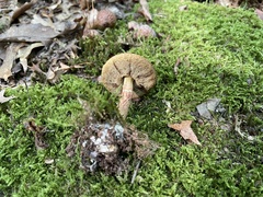 Aureoboletus russellii
