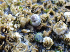 Littorina