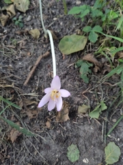 Colchicum autumnale