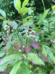 Cornus racemosa