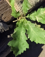 Quercus bicolor