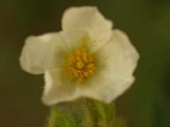 Cistus