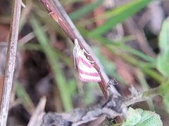 Microtheoris vibicalis