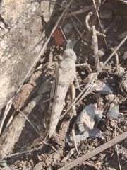 Sphingonotus caerulans