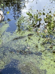 Alligator mississippiensis