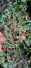 Dichondra argentea