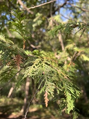 Thuja