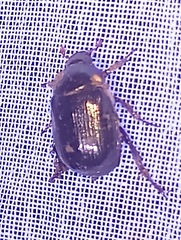 Callistethus marginatus