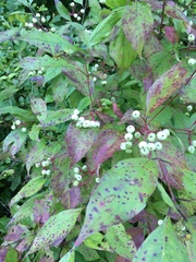Cornus racemosa
