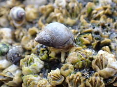 Littorina