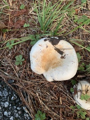 Lactifluus piperatus