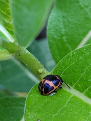 Labidomera clivicollis