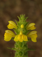 Bellardia trixago