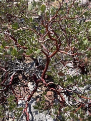 Arctostaphylos pungens