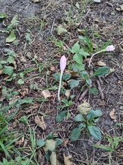 Colchicum autumnale