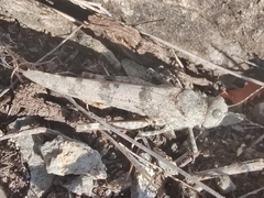 Sphingonotus caerulans