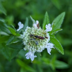 Pycnanthemum verticillatum