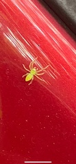 Lyssomanes viridis