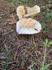 Lactifluus piperatus