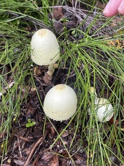 Leucocoprinus birnbaumii