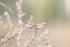 Sympetrum flaveolum